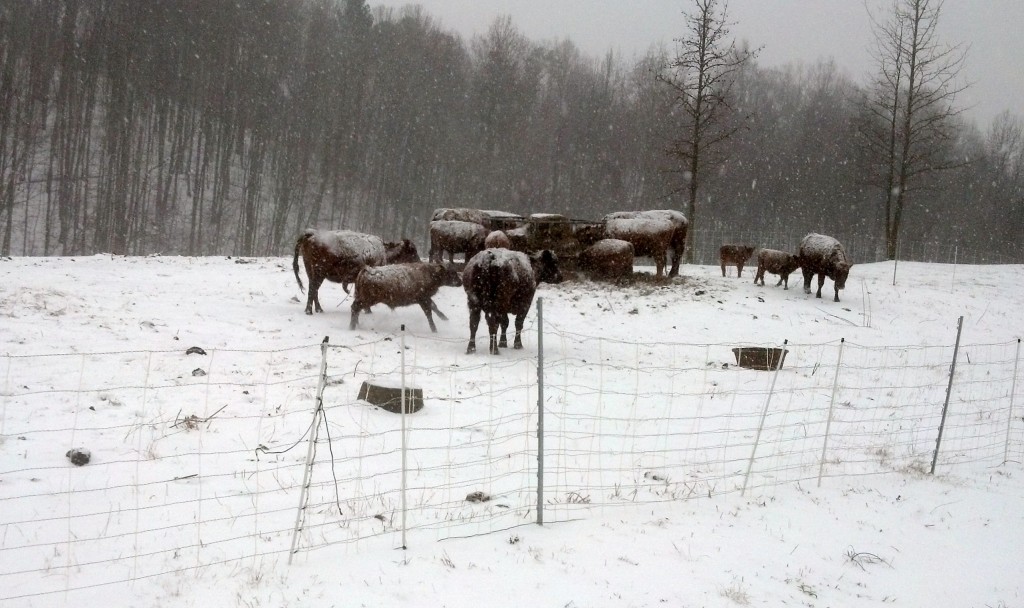 Snow Cows